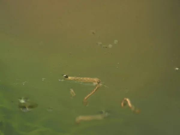 Aedes mosquito larvae in stagnant water inside a pot