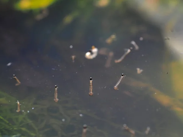 Aedes mosquito larvae in stagnant water inside a pot