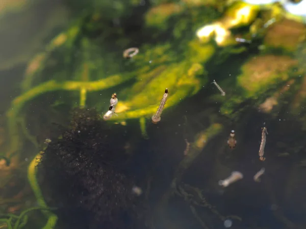 Aedes mosquito larvae in stagnant water inside a pot