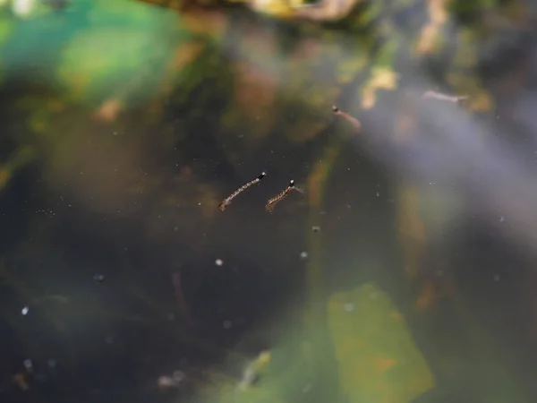 Aedes mosquito larvae in stagnant water inside a pot