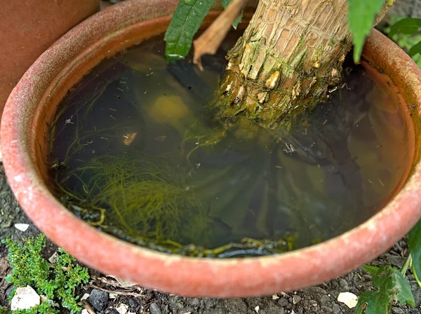 Stagnant water in potted plant is mosquito breeding home