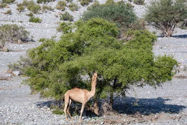 Alimentação Camelo Árvore Acácia Wadi Mistal Omã — Fotografia de Stock