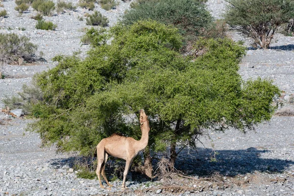 Alimentação Camelo Árvore Acácia Wadi Mistal Omã — Fotografia de Stock