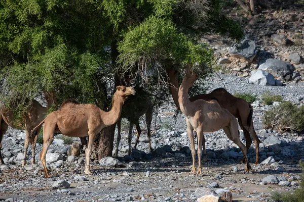 Camelos Alimentando Árvore Acácia Wadi Mistal Omã — Fotografia de Stock