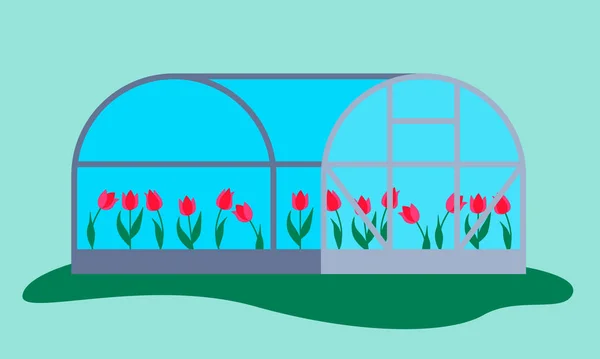 Greenhouse with tulips against the sky. Vector illustration — Stock Vector