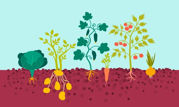 空に対して土壌中の根を持つ農業植物 フラットデザイン ベクターイラスト — ストックベクタ