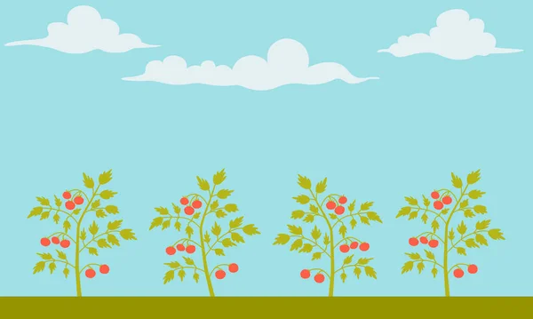 Landschap met biologische rijpe tomaten in de tuin. Vectorillustratie — Stockvector