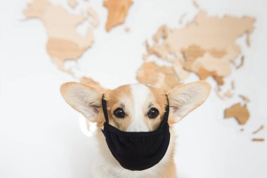 Maskeli Galler Corgi portresi. Ayrıca maske de takmalısın, kovid 19, koronavirüs yok.