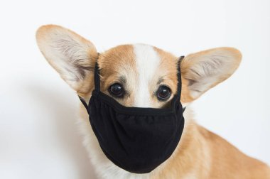 Siyah bir maske takan bir köpeğin yakın plan portresi.