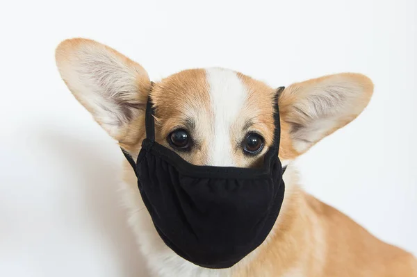 黒い顔のマスクをした犬のクローズアップ肖像 — ストック写真