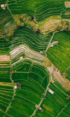 Endonezya 'daki Bali adasının pirinç tarlalarının muhteşem manzarası. Ubud 'da yeşil pirinç terasları. Bali adasının merkezinde Jatiluwih pirinç katları.