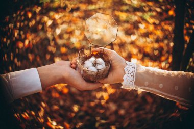 Bir sürü parlak kalp şeklinde bulanık doğal bir arka planı olan pamuk çiçeğiyle süslenmiş şık cam bir kutuda alyanslar.