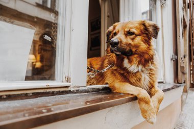 Pencereden dışarı bakan köpek, insanının eve dönmesini bekliyor.