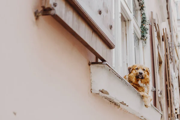 Cute dog looking out window inside the house. Copy space