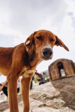 01.06.2019 Tiflis, Gürcistan: Vahşi ve komik sokak Gürcü köpekleri