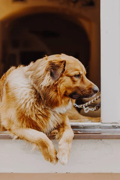Cão Feliz Bonito Olhando Para Fora Janela Esperando Por Seu — Fotografia de Stock