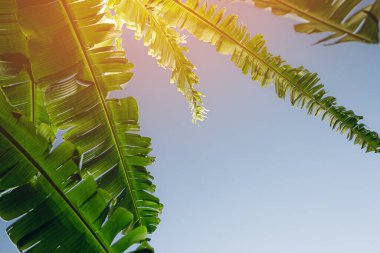Beyaz bir arka planda güneş ışığında büyük yeşil palmiye yaprakları grubu. Görünür dokuya sahip tropik bitkiler. Boşluğu kopyala