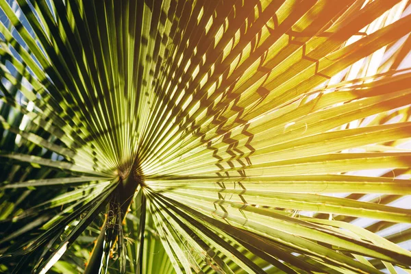 Gruppe Großer Grüner Blätter Exotischer Palmen Sonnenlicht Auf Weißem Hintergrund — Stockfoto