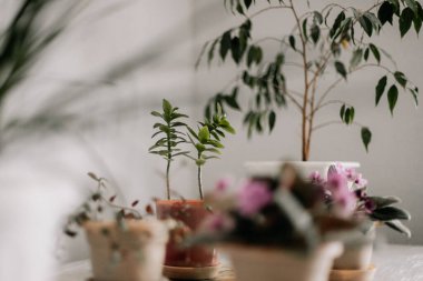 Geniş bir masada açık gri duvarlı arka planda farklı şekillerde ve boyutlarda ev yapımı yeşil ev bitkileri.