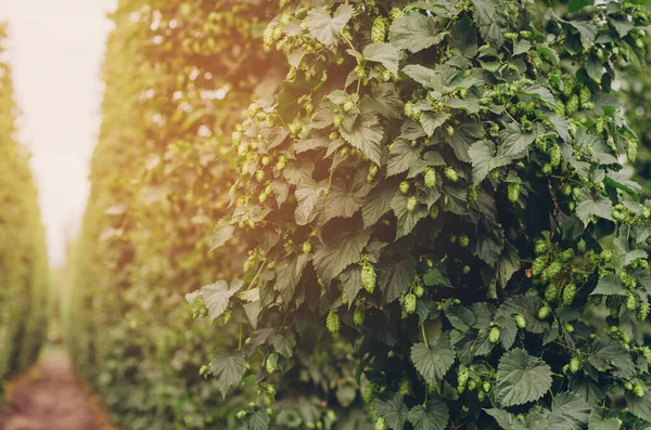 Ripe Hop Cones Background Sunlight Concept Making Natural Fresh Beer — Stock Photo, Image