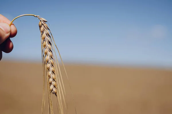 Spikelets Moget Vete Närbild Spikelets Till Hands Ett Vetefält Mot — Stockfoto