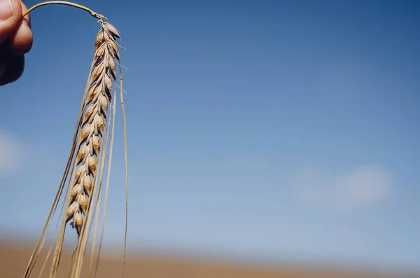 Het Bereiken Van Een Piek Van Gele Tarwe Handen Van — Stockfoto