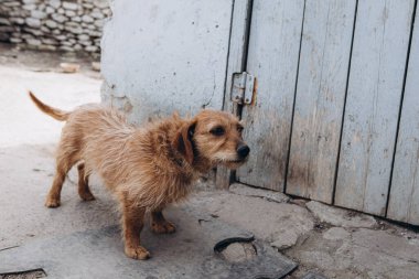 Doğmamış küçük bir köpek bir evin bahçesine zincirlenmiş.