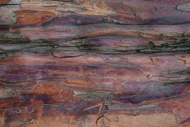 Ahşap ağaç kabuğunun arka planı