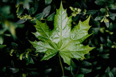 Doymuş yeşil akçaağaç yaprağı yeşil arka planda yapraklar üzerinde