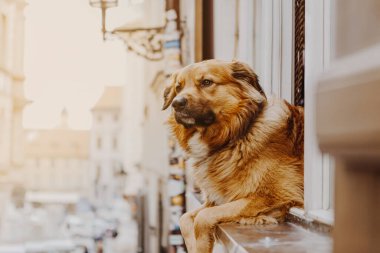 Pencereden dışarı bakan köpek sahibini bekliyor.