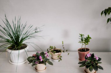 Geniş bir masada açık gri duvarlı arka planda farklı şekillerde ve boyutlarda ev yapımı yeşil ev bitkileri.