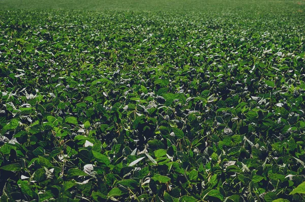 Grönt Fält Där Jordbruksväxter Har Vuxit — Stockfoto