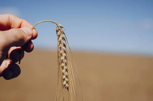 reaching a spike of yellow wheat in the hands of a farmer on a field background in the dire sunny weather