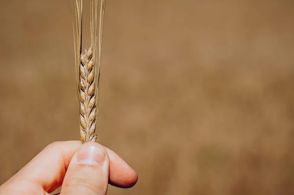 Spikeletten Van Rijpe Tarwe Close Van Spikeletten Bij Hand Een — Stockfoto