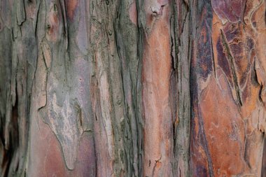 Ahşap ağaç kabuğunun arka planı