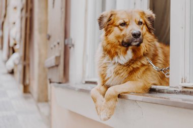 Pencereden dışarı bakan köpek sahibini bekliyor.