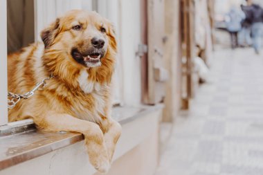 Pencereden dışarı bakan köpek, insanının eve dönmesini bekliyor.