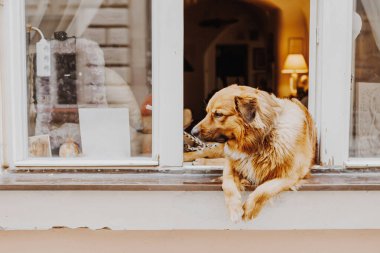 Pencereden dışarı bakan köpek, insanının eve dönmesini bekliyor.