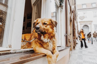 Pencereden dışarı bakan sevimli bir köpek.
