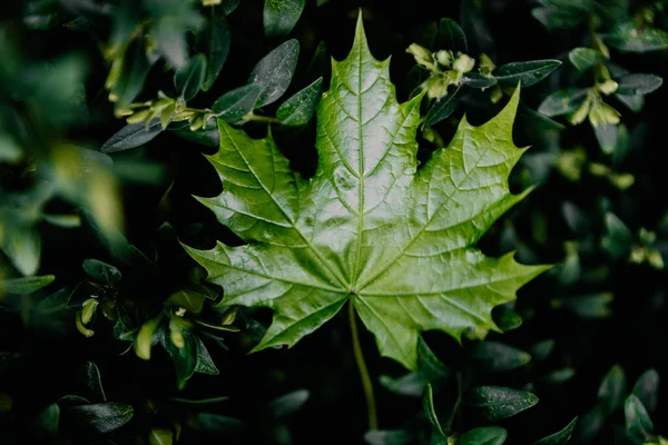 Daun Maple Hijau Jenuh Pada Daun Pada Latar Belakang Hijau — Stok Foto