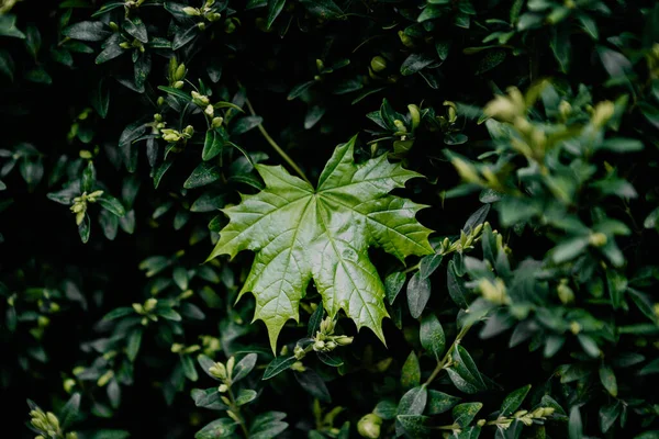 Daun Maple Hijau Jenuh Pada Daun Pada Latar Belakang Hijau — Stok Foto