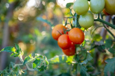 Domates bitkisinin üzerinde çeşitli olgunlukta kiraz domatesleri. Şiddetli kuraklık ve sıcak güneşten muzdarip bitkilerin yuvası