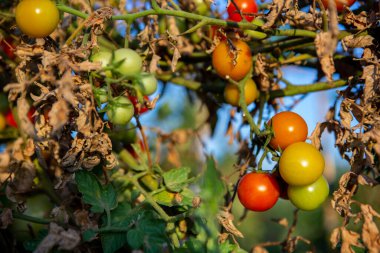 Domates bitkisinin üzerinde çeşitli olgunlukta kiraz domatesleri. Şiddetli kuraklık ve sıcak güneşten muzdarip bitkilerin yuvası