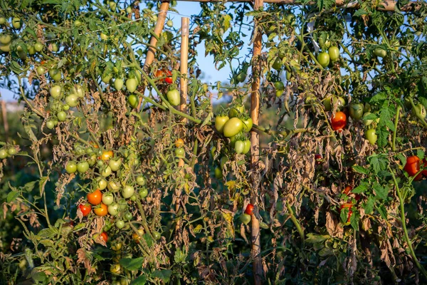 Cherry tomatoes of various ripeness on tomato plant. Home garden of plants that suffers from severe drought and hot sun
