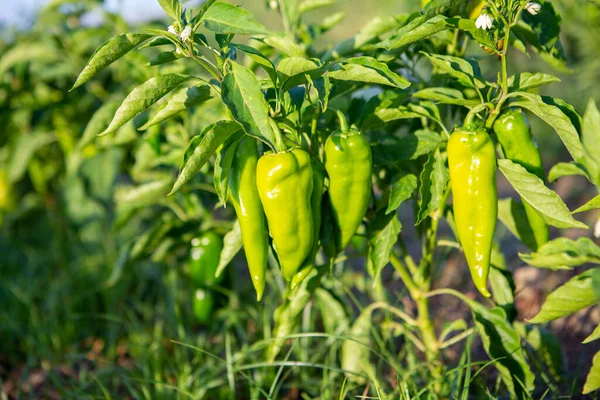 Hete Groene Peper Plant Huis Tuin Van Planten Die Lijdt — Stockfoto