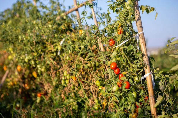 Cherry tomatoes of various ripeness on tomato plant. Home garden of plants that suffers from severe drought and hot sun