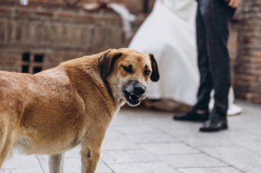Tiflis şehir merkezinde dost canlısı yürüyen hayvanlar: Turizm merkezinde yürüyen sokak köpeği