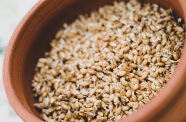 Düzgün ve sağlıklı yiyecekler. Filizlenmiş buğday, mercimek ve karabuğday tohumu. Ekolojik olarak temiz yiyecekler. Mikroyeşil. Metin için alanı kopyala