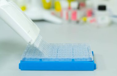 DNA veya RNA örneklerini bir biyoteknoloji laboratuvarında yapılan bir deney için 96 kuyuya koymak için çok kanallı bir mikropipet kullanan araştırmacı ya da bilim adamı.