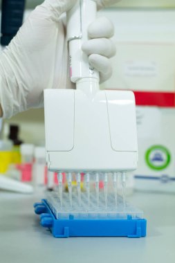 DNA veya RNA örneklerini bir biyoteknoloji laboratuvarında yapılan bir deney için 96 kuyuya koymak için çok kanallı bir mikropipet kullanan araştırmacı ya da bilim adamı.